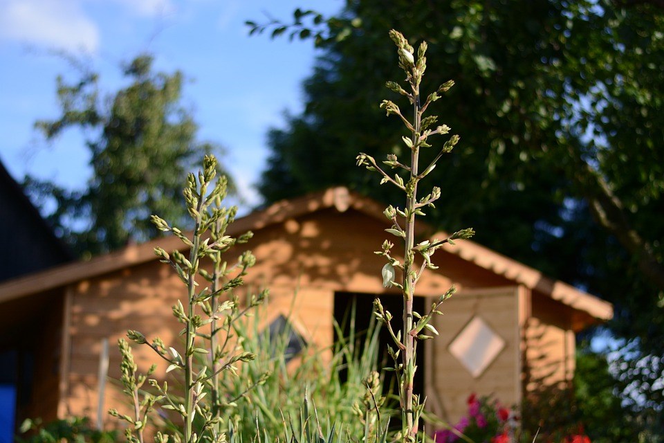 deze vaste planten groep zijn geschikt voor droge tuinen