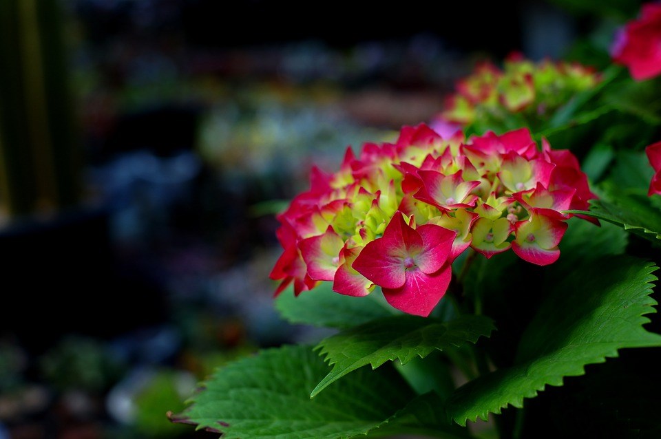 Hortensia-beschermen-tegen-zon-en-vorst