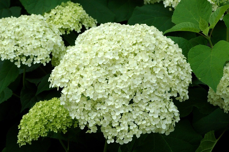 hortensia-met-grote-witte-bloemen