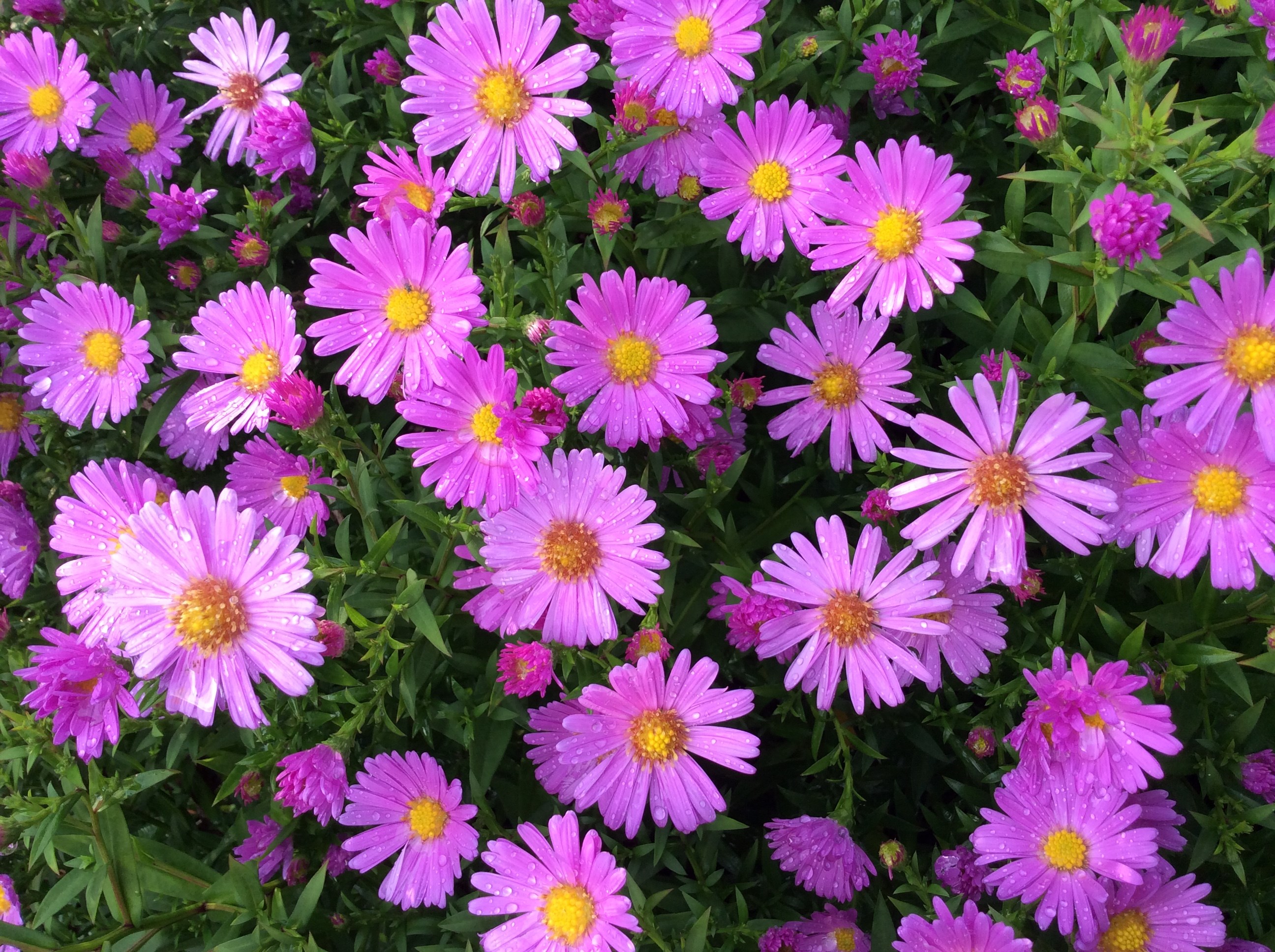 Najaarsbloeier Aster dumosus 'Herbstgruss vom Bresserhof' 