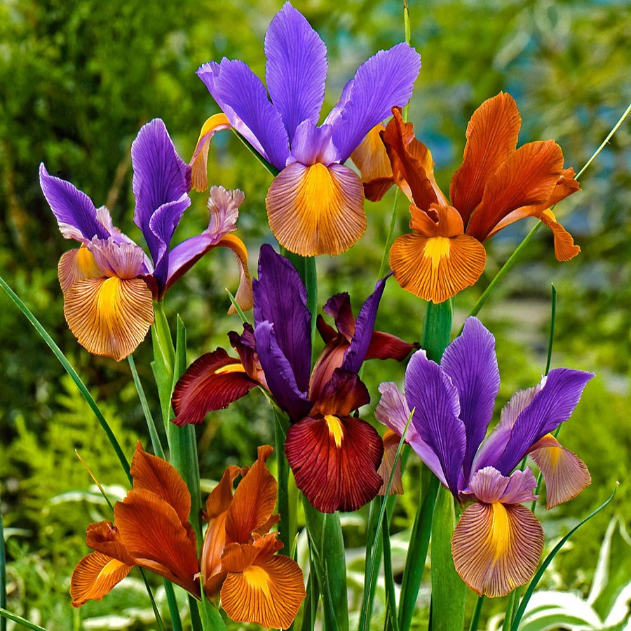 Iris soort 