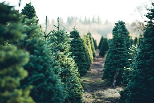 kerstbomen bestellen leverancier voor thuisbezorgd