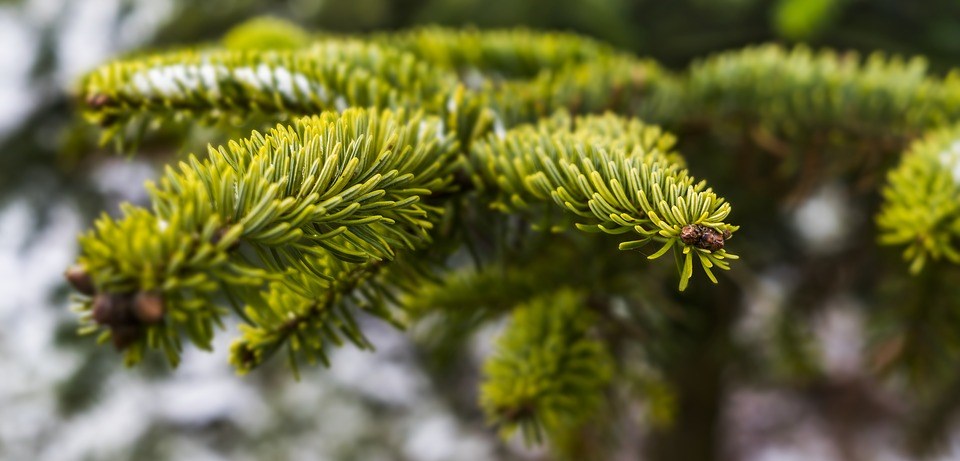 Echte Kerstbomen online bestellen en thuis bezorgen