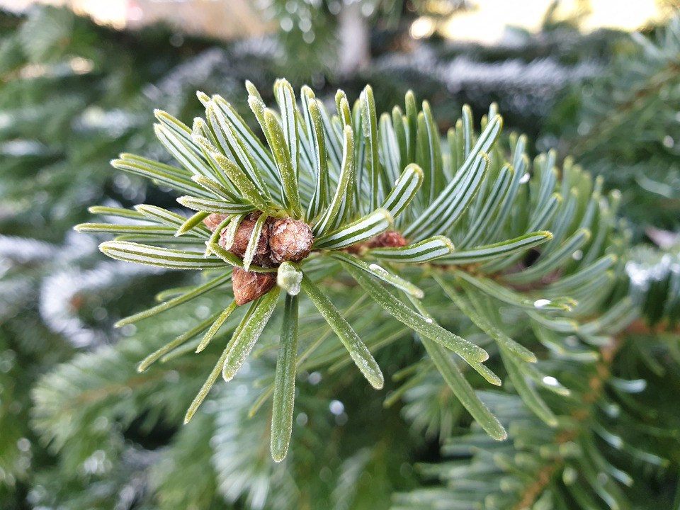 kerstbomen verkoop adressen tuincentrum Friesland met bezorging aan huis