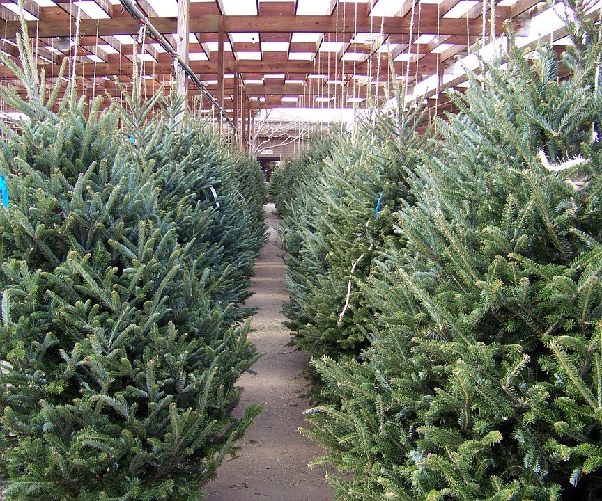 Kerstbomen kwekerij die ook bezorgd in Utrecht