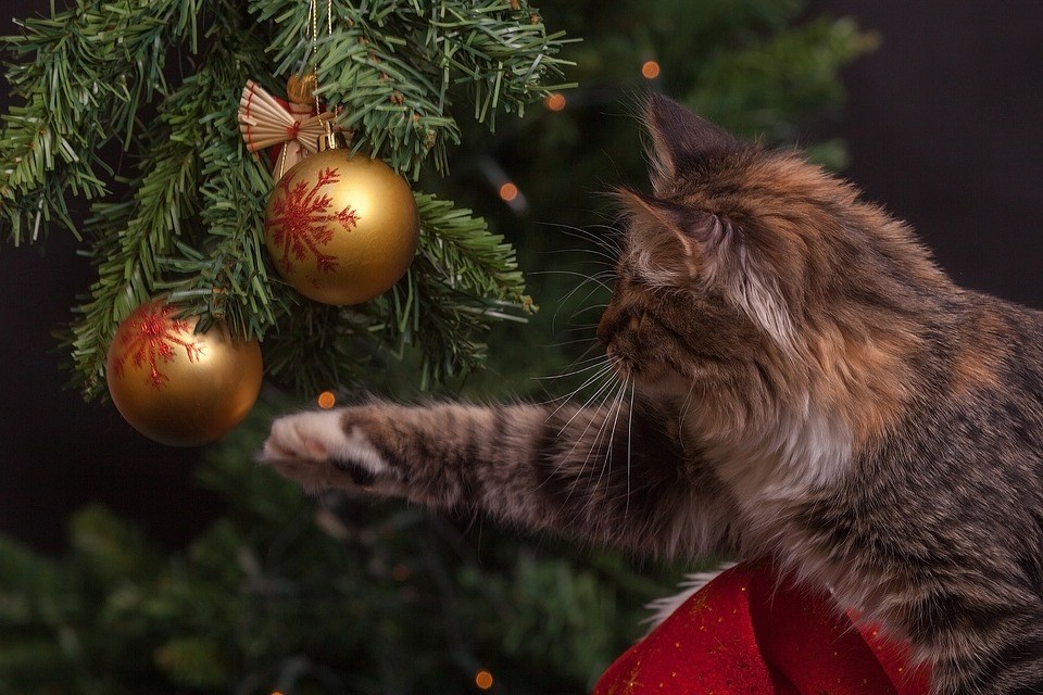 Kerstbomen bestellen online bezorgen gratis nederland