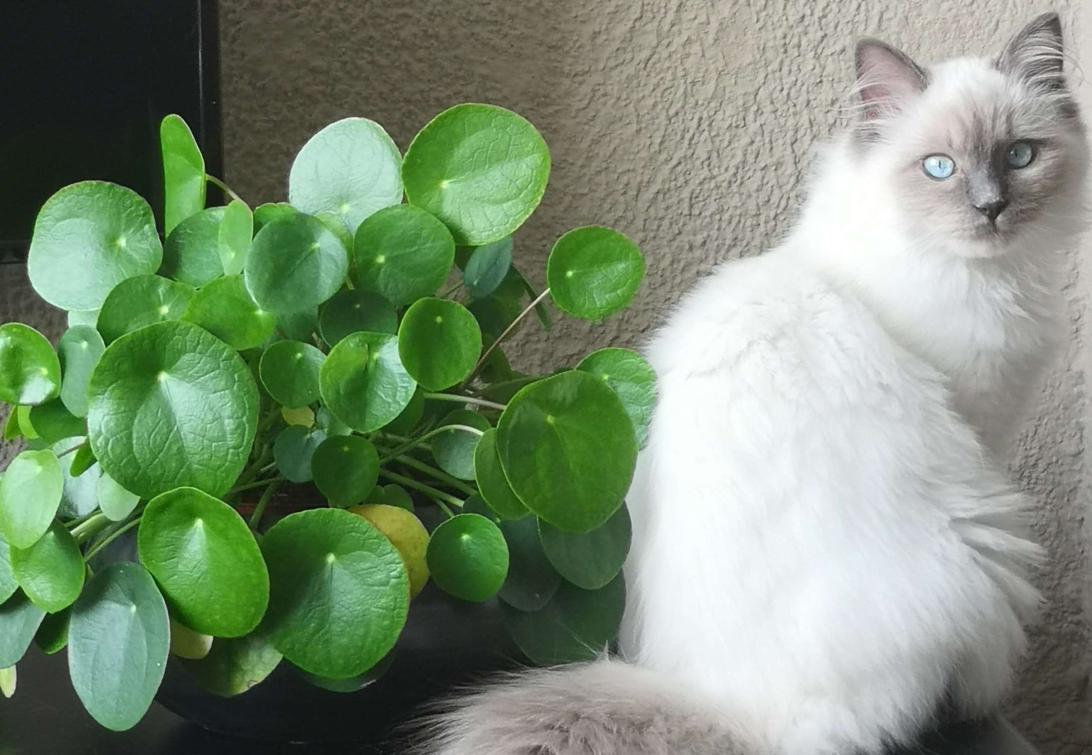 Is de Pannenkoekenplant giftig voor katten huisdieren