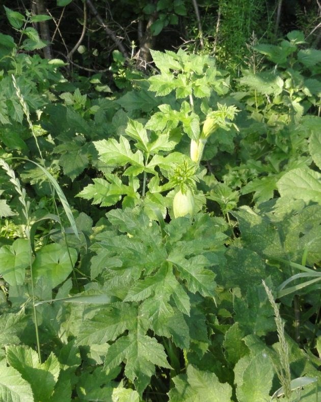 kleine berenklauw herkennen lijkt op fluitekruid