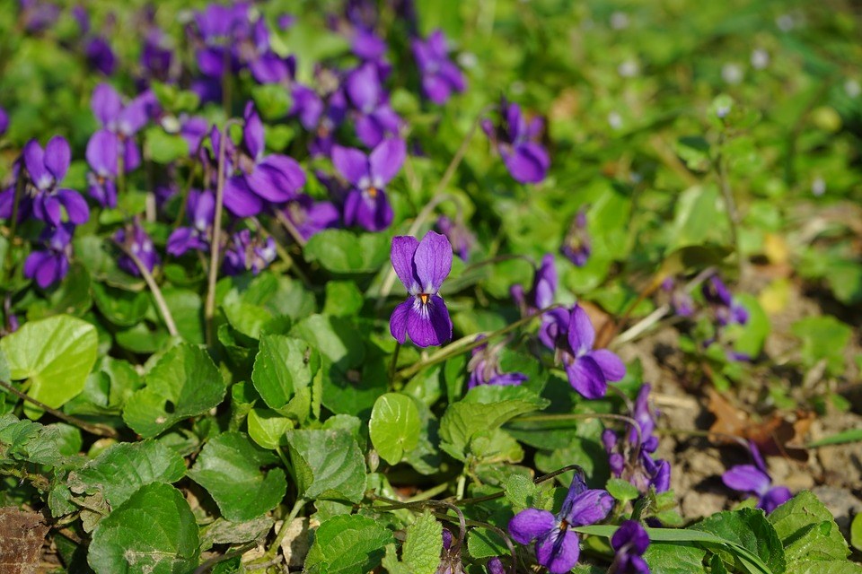 kleuren en vormen geven planten een naam