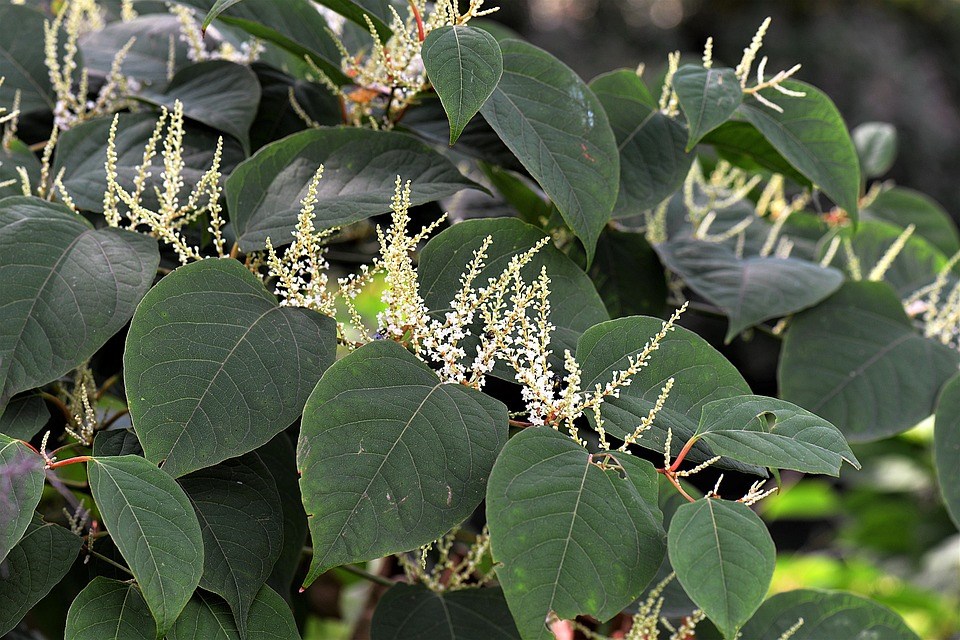 knotweed-Japanse-duizendknoop-geneeskracht-onkruid