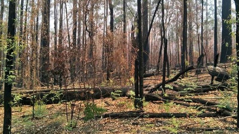 koala-voedselbossen-groeien-herstel-na-bosbrand