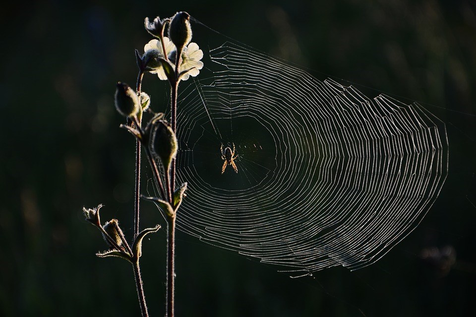 Spinnen,nuttige,insecten,biodiversiteit