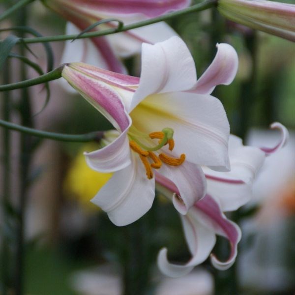 plantennamen herkennen aan hun bloemen