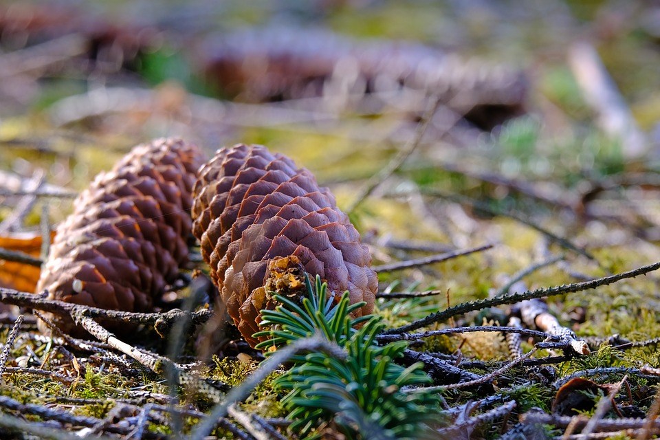 kwekers van kerstbomen uit zaadjes