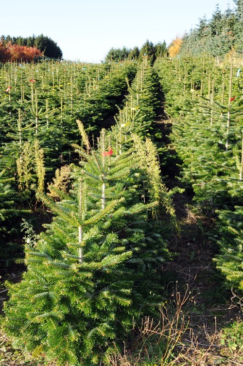 online winkel kerstbomen in Noord-holland