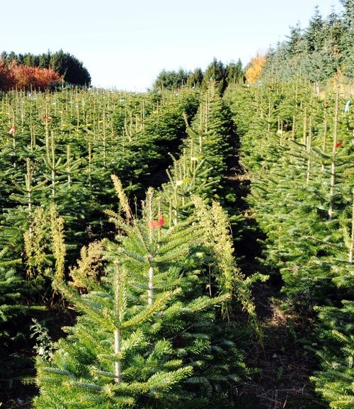 Online bestellen kerstbomen levering aan huis gratis