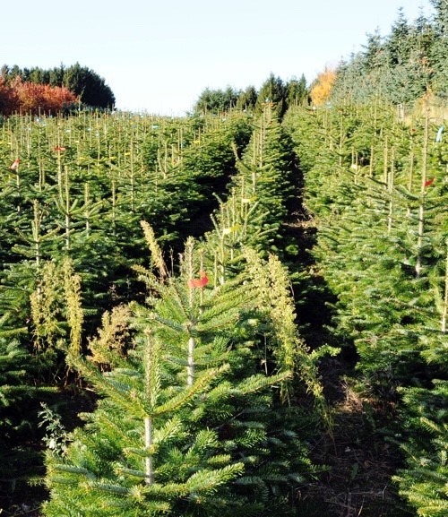 kerstboom bestellen Steenwijk (gem. Steenwijkerland) Nijverdal (gem. Hellendoorn), Rijssen (gem. Rijssen-Holten), Oldenzaal, Kampen, Almelo, Hengelo, Deventer, Zwolle en Enschede 