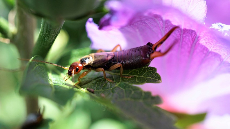 oorwormen zijn nuttig en helpen je met het opruimen van tuinafval 