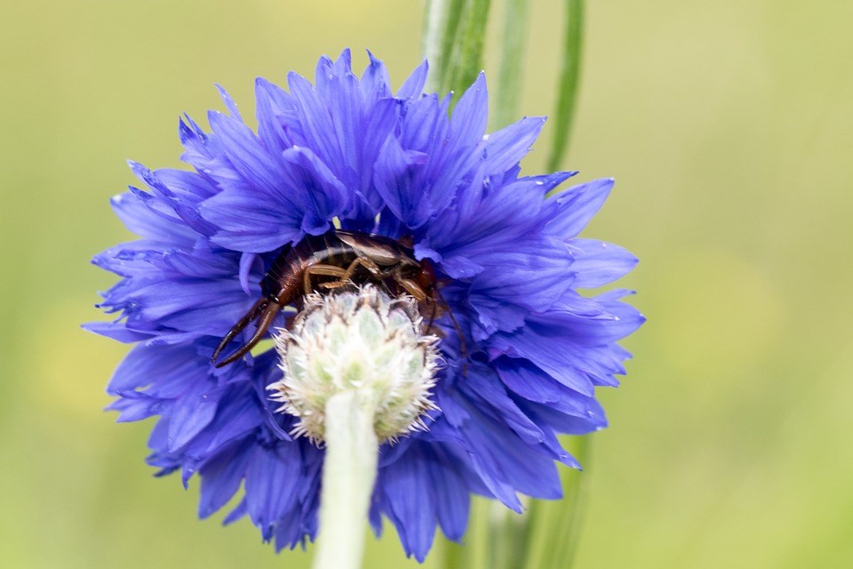 oorwormen helpen je met opruimen in de levende tuin