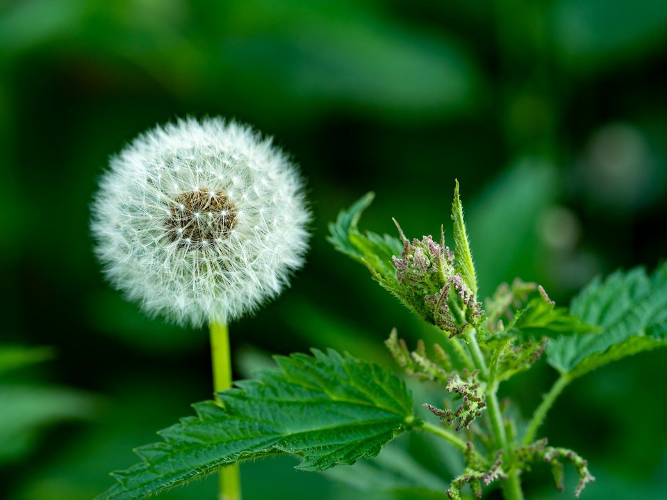 paardenbloemen en brandnetels helpen je tuin gezond te maken en zijn geen onkruid