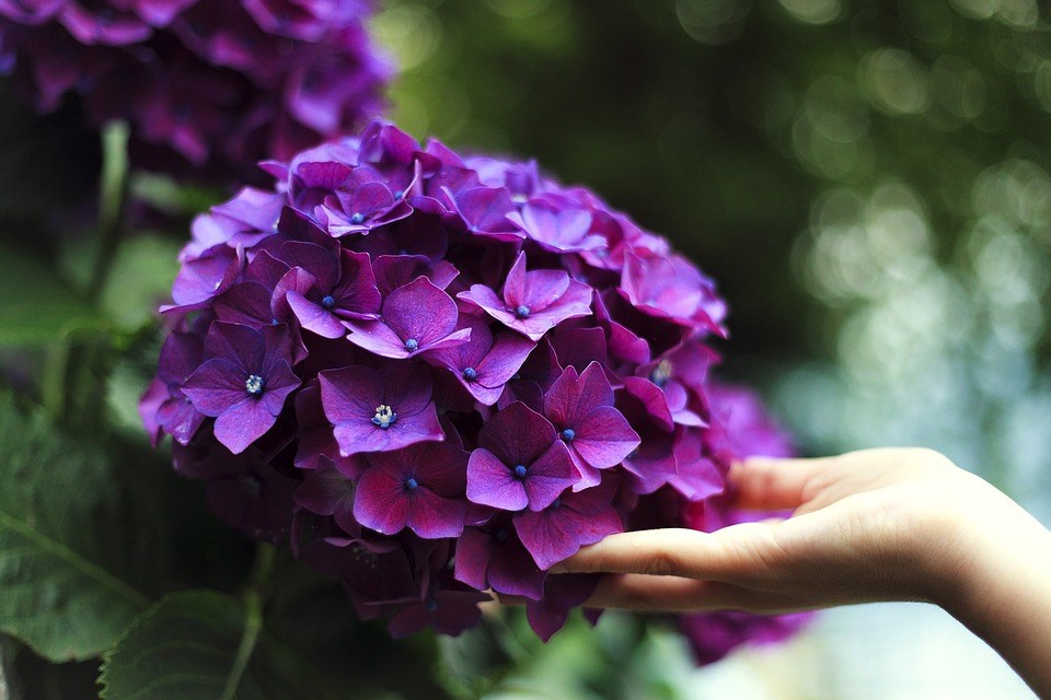 paarse-hortensia-planten-bloemen