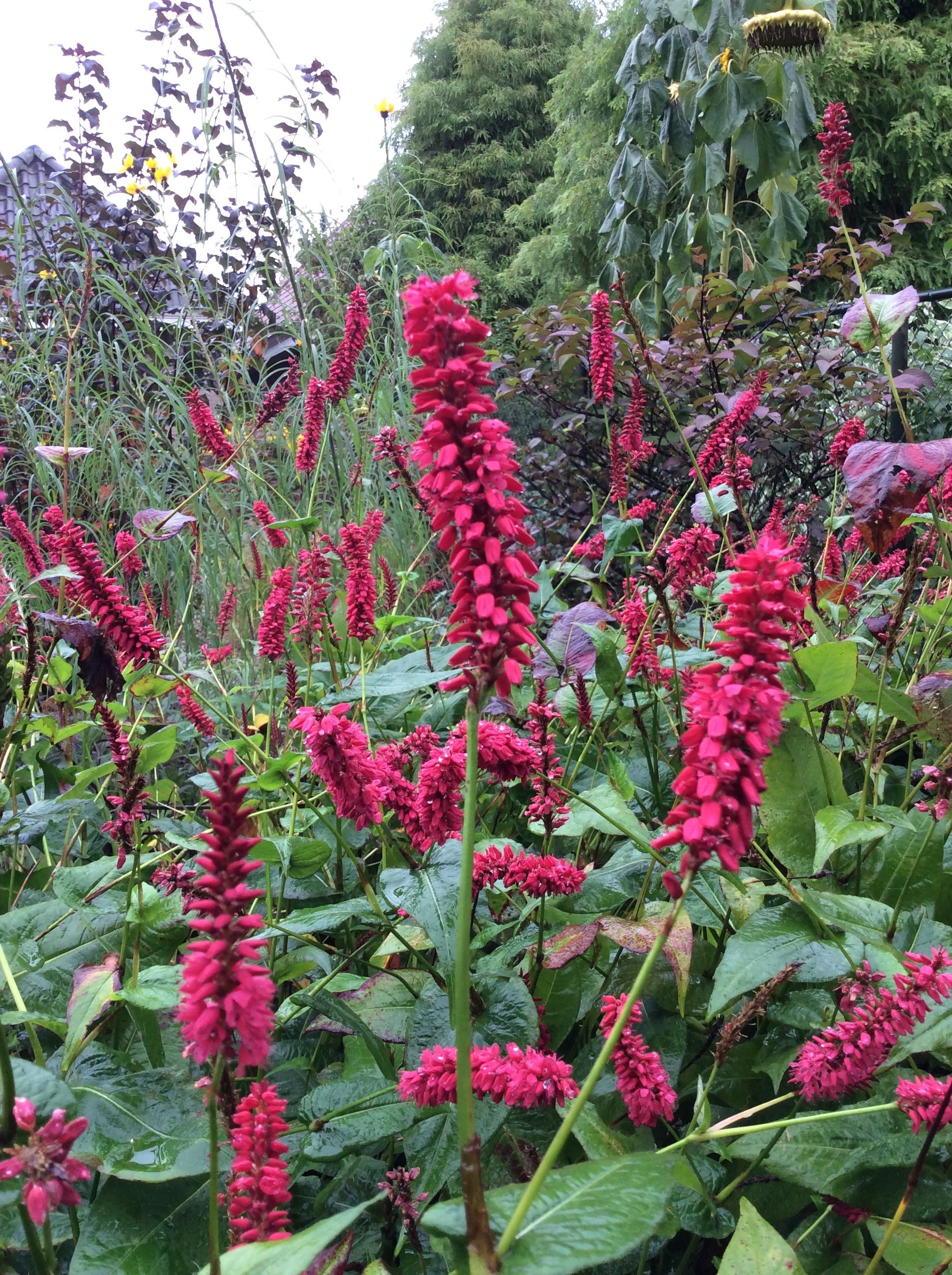 Najaarsbloeier Persicaria amplexicaulus taurus