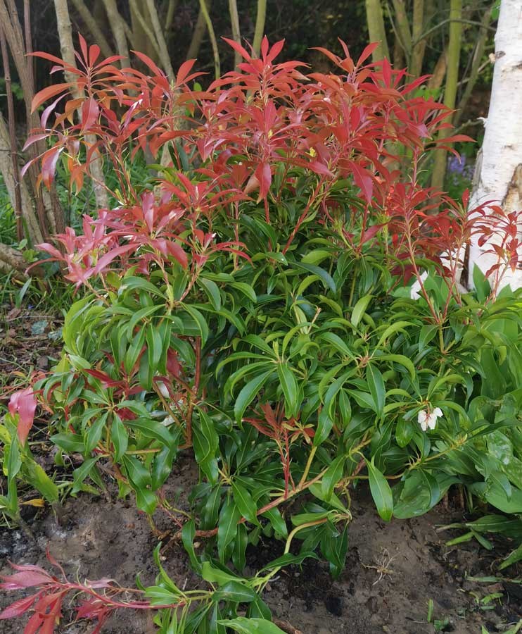 pieris rotsheide soorten