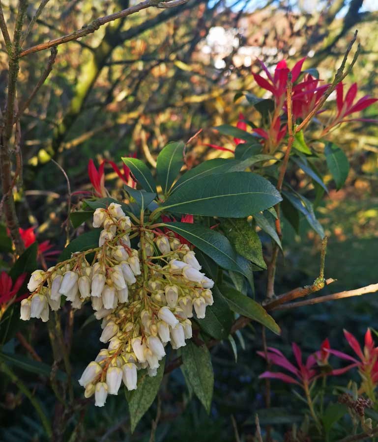 pieris rotsheide witte soorten