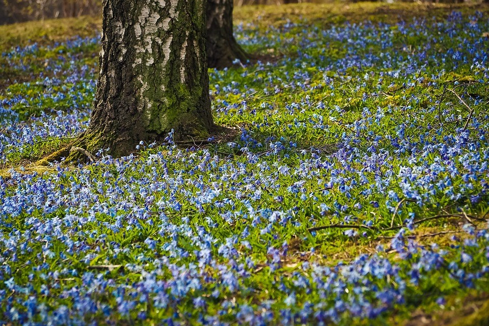 planten-planttapijt-bodembedekker-schaduw-lichtbehoefte-onder-struiken-bomen