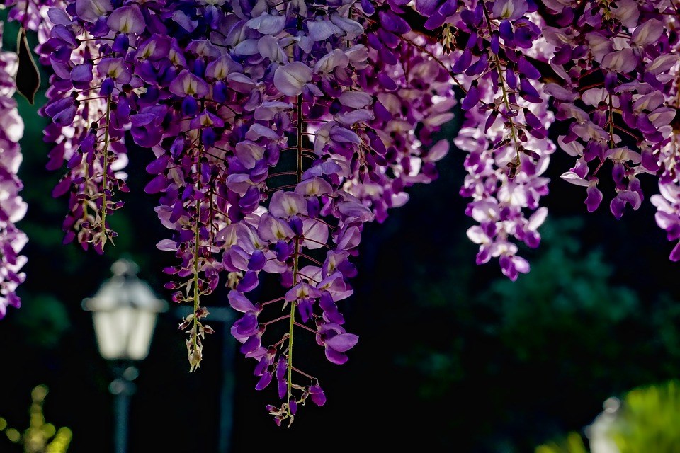 Populaire-wisteria-blauwe-regen-japanse-blauwe-regen