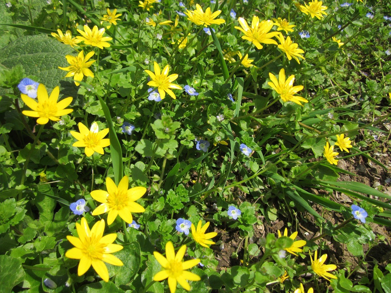 ranunculus-ficaria-Speenkuid-voorjaarsbloeier-gele-stervormige-bloemen