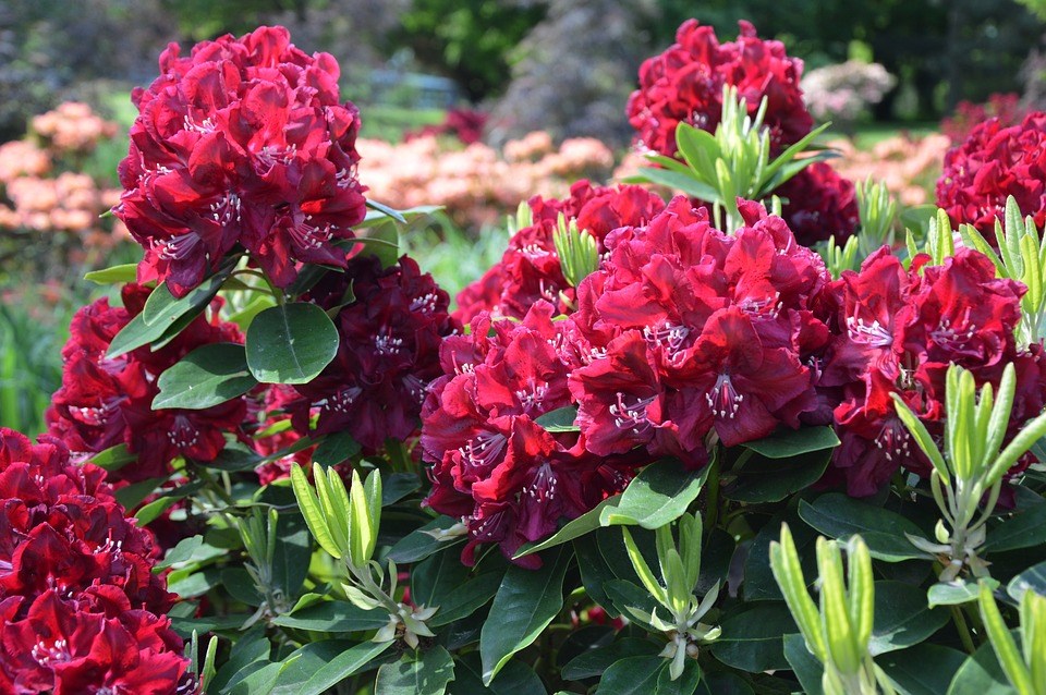 Rhododendron-kwekerij-nederland-duitsland