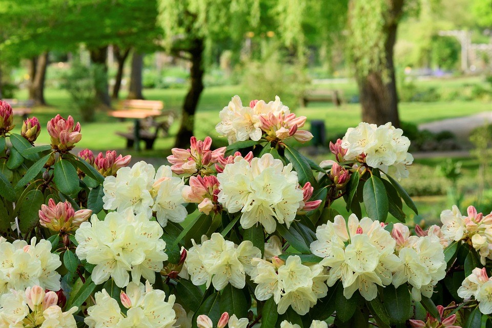 rhododendron-voor-parkachtige-tuinen-witte-bloemen-langst-bloeiend