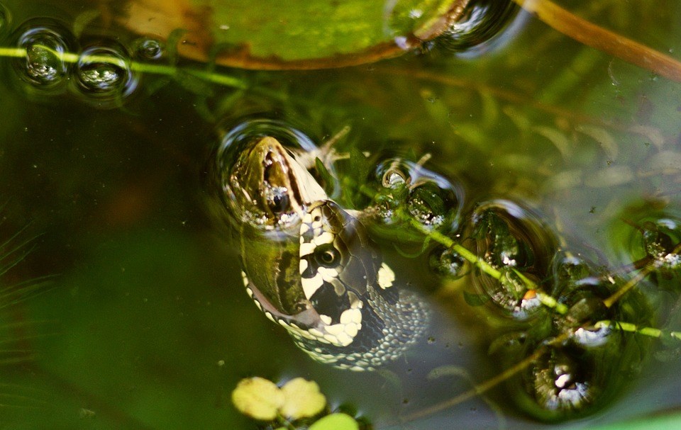 ringslang-eet-kikkers-uit-vijver-in-de-tuin