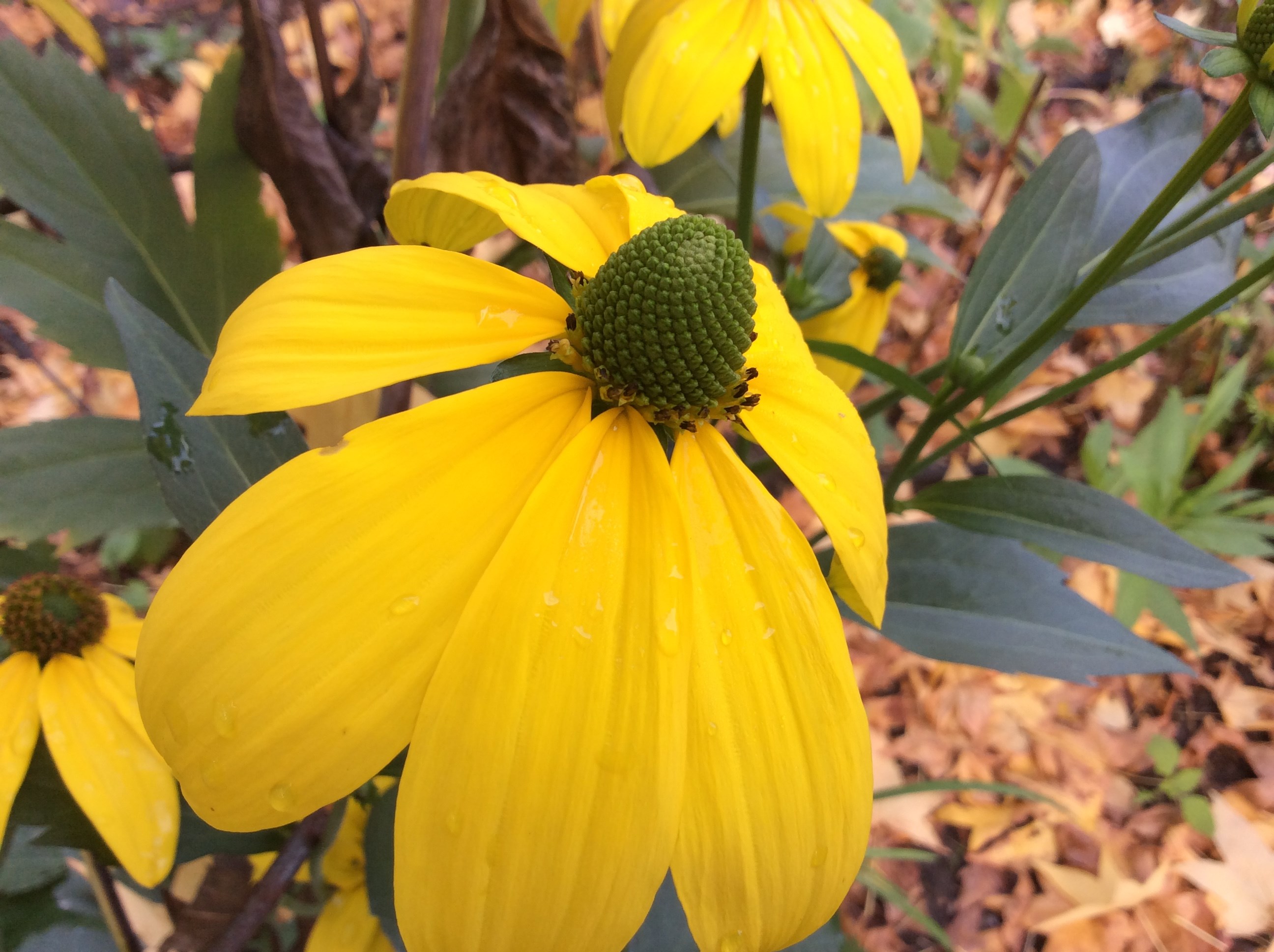 Najaarsbloeier Rudbeckia nitida 'Herbstsonne' 