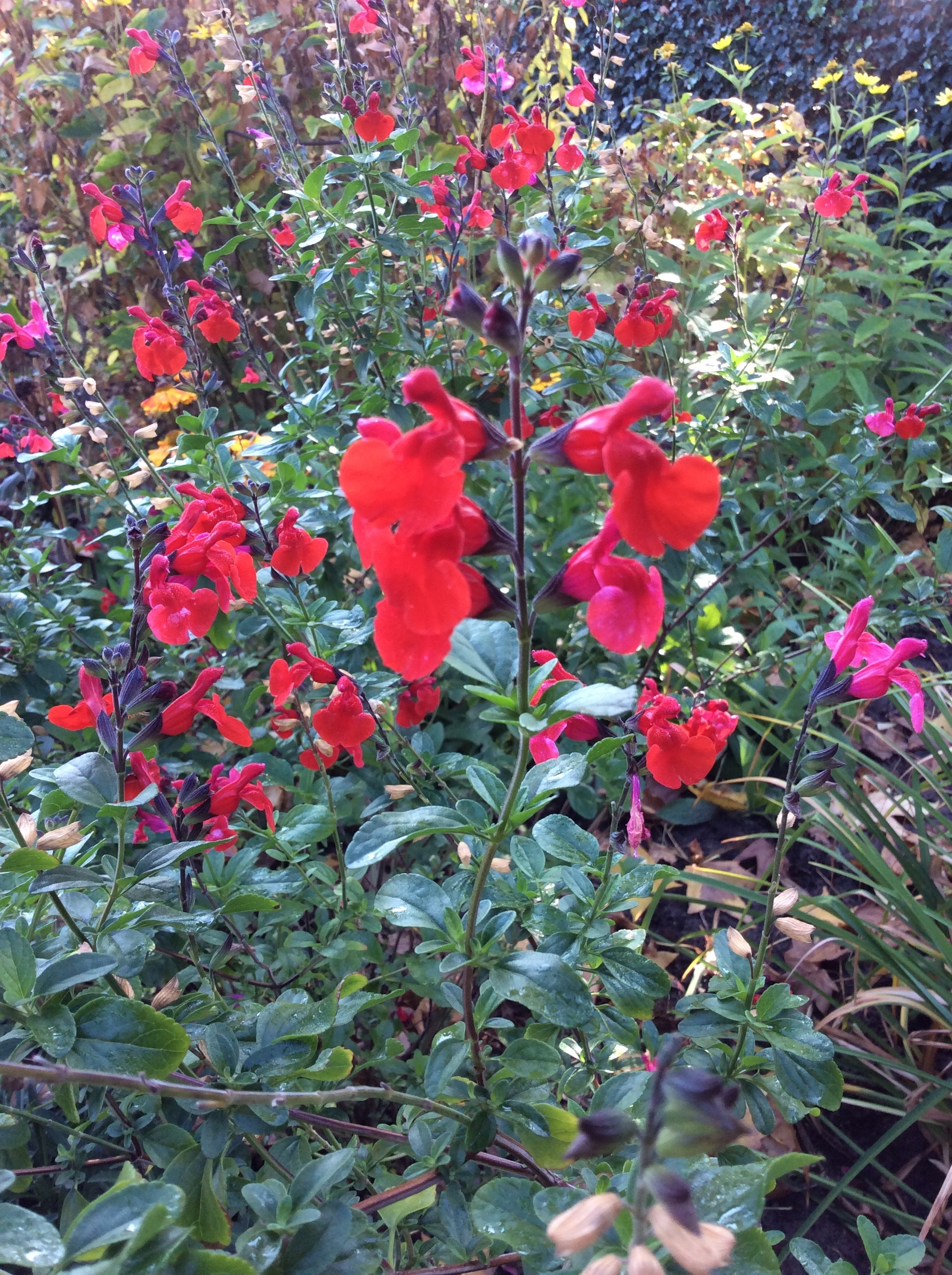 Najaarsbloeier Salvia greggii 'Royal rumble' 