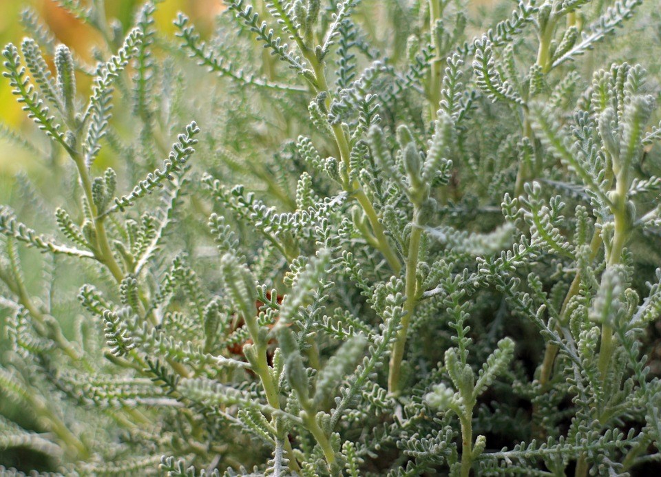 Vaste planten met opvallende gele bloem met grijze bladeren