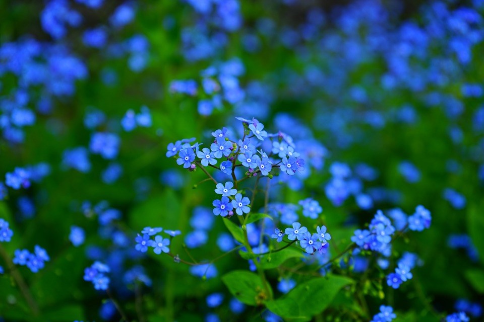 Schaduwplant-met-mooie-bladstructuren-en-bloemen