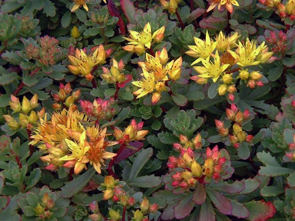 thema Boost belasting Sedum / Vetkruid lage vormen