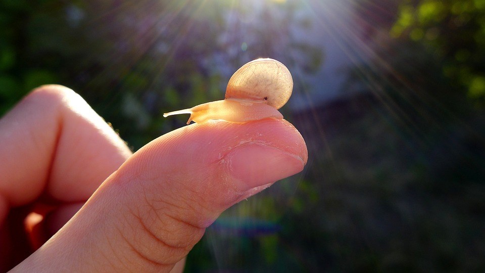 slakken in de tuin zijn nuttig en werken samen met het bodemleven en organismen