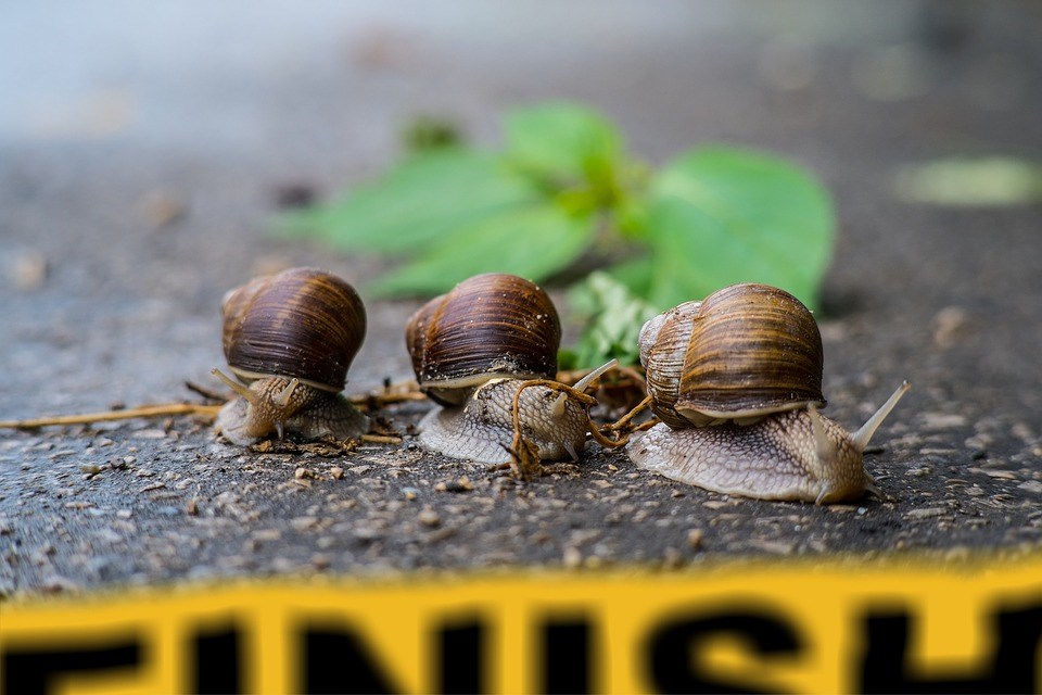 nuttige bodemdieren die het bladafval komen opruimen in de tuin