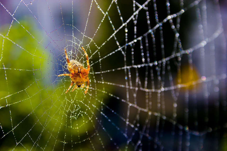 Spinnen,nuttige,insecten,biodiversiteit