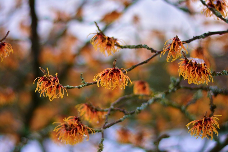 toverhazelaar-witch-hazel-winterbloeiende-struik-januari-bloemen 
