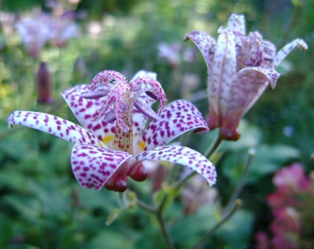 tricyrtis paddenbloem vaste planten met opvallende bloemen