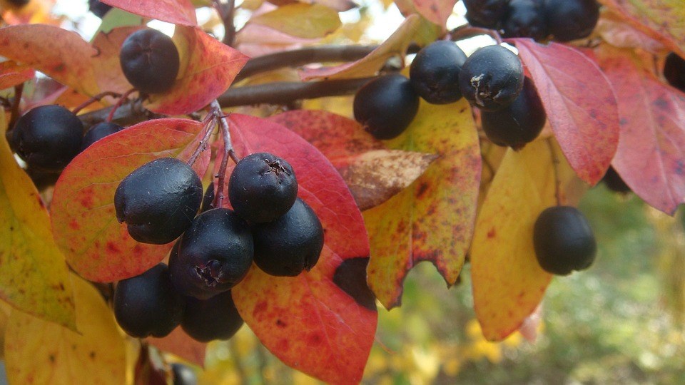 tuinklussen-snoeien-herfst-najaar