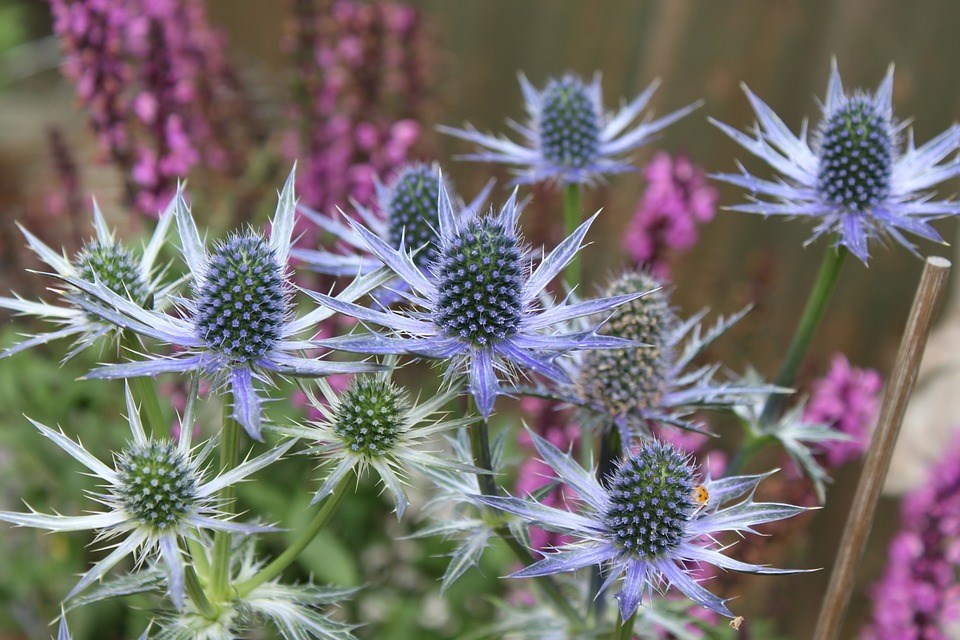 vaste-planten-met-zaaddozen-winter-borderpakket