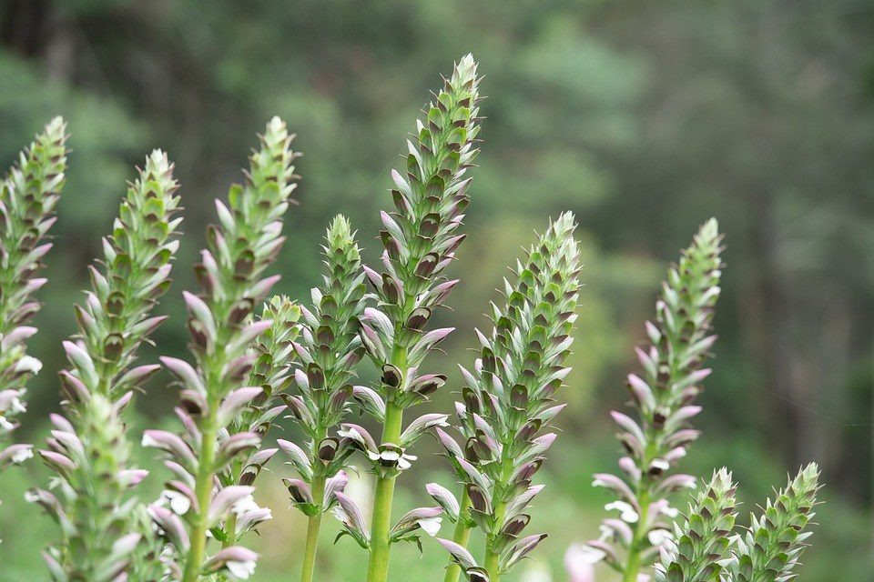 vaste-planten-sprietige-stengel-pluimen