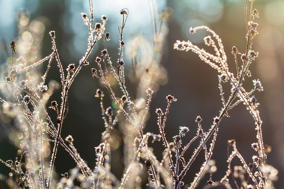 vaste-planten-winter-uitstraling-border-ontwerp