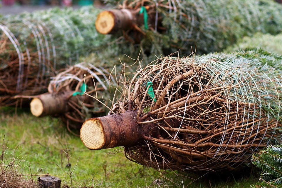 Verkoop van kerstbomen extra vroeg bestellen in webshop