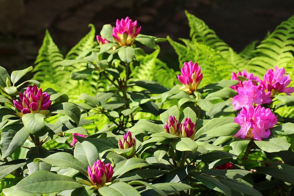 Rhododendron-verplanten-en-snoeien